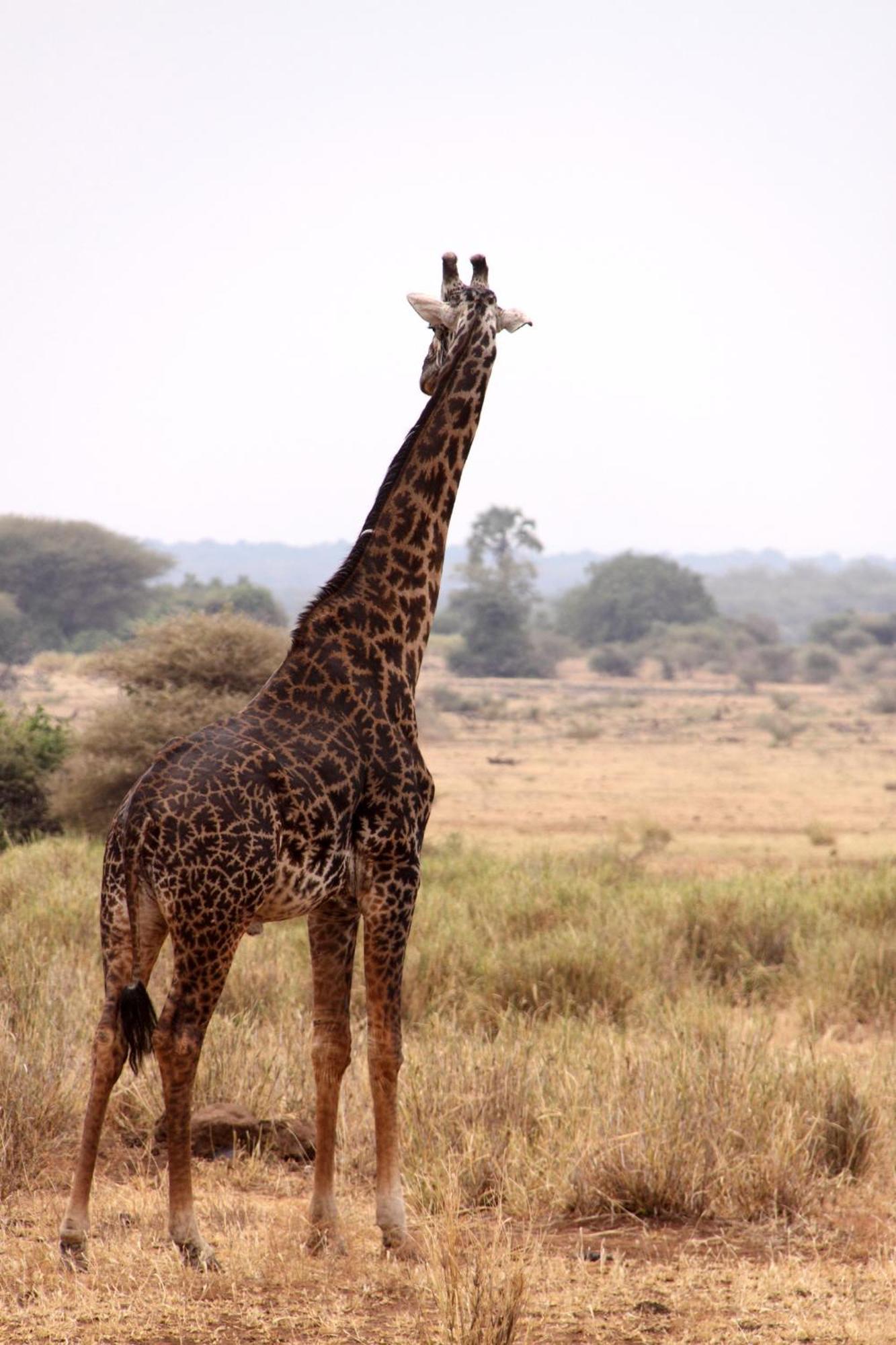 Villa Baker Safari Company Kwangwazi Esterno foto